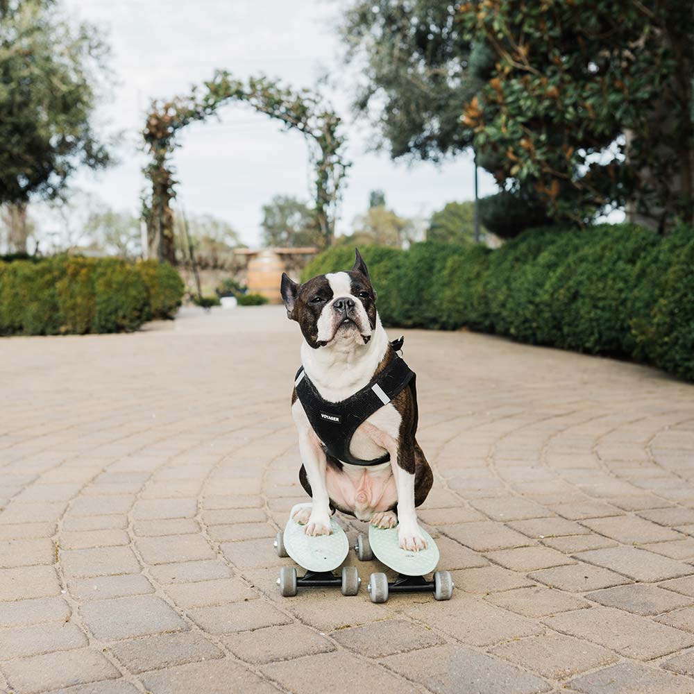 A small dog in his wedding vest sits stoically with all paws on two skateboards facing toward the camera.